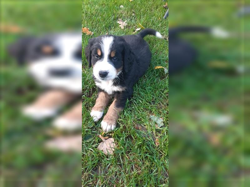 Berner Sennenhund Welpen Berner Sennen Welpen