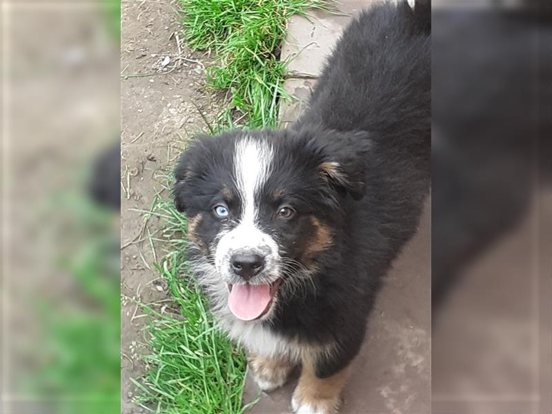 Berner Sennen X Australian Shepherd Welpen