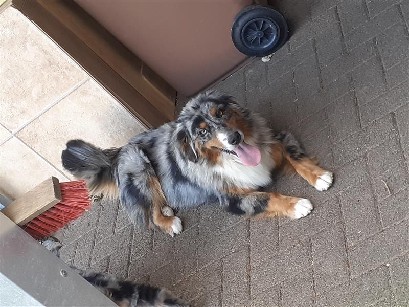 Berner Sennen X Australian Shepherd Welpen