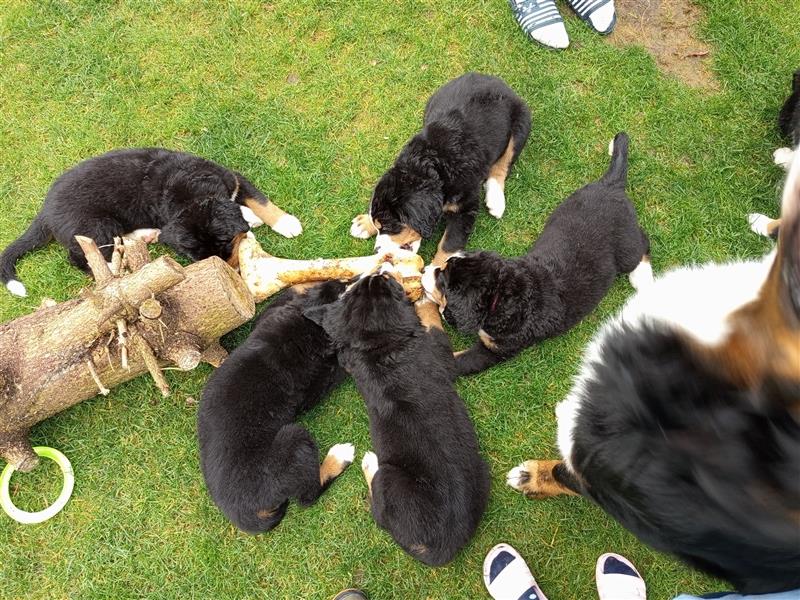 Bernersennen Welpen 7 auf einen Streich