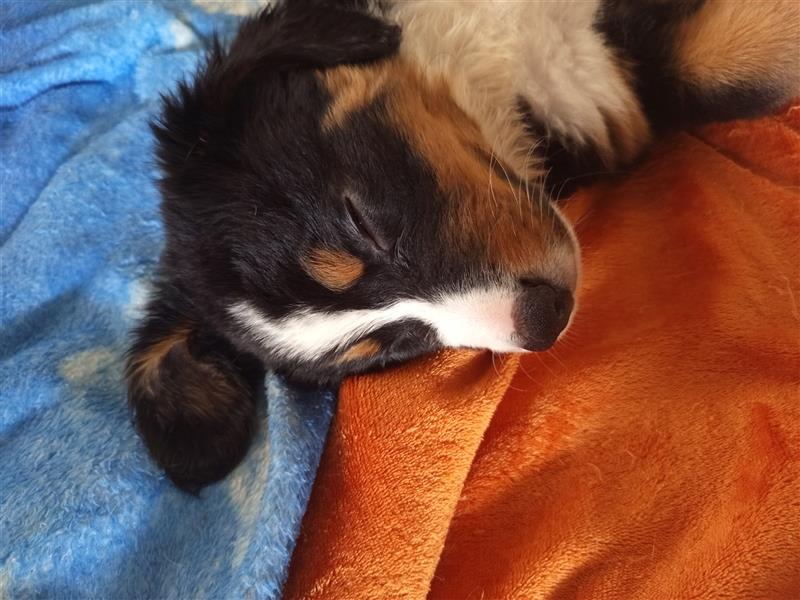 Bernersennen Welpen 7 auf einen Streich