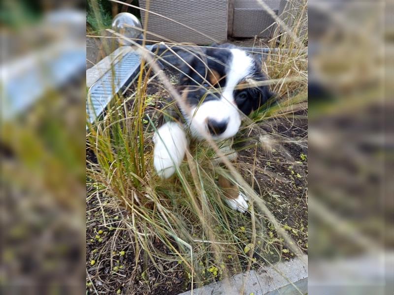 Bernersennen Welpen 7 auf einen Streich