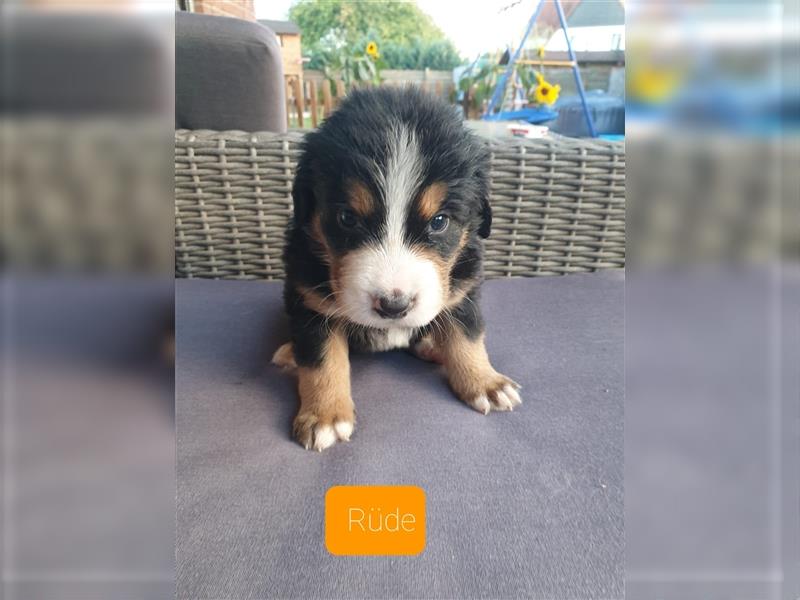 Bernersennen Welpen mit kleinen Anteil Labrador