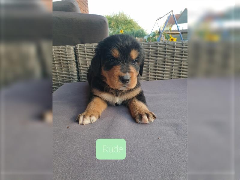 Bernersennen Welpen mit kleinen Anteil Labrador