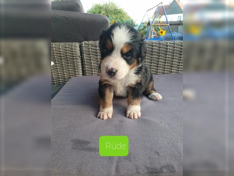 Bernersennen Welpen mit kleinen Anteil Labrador