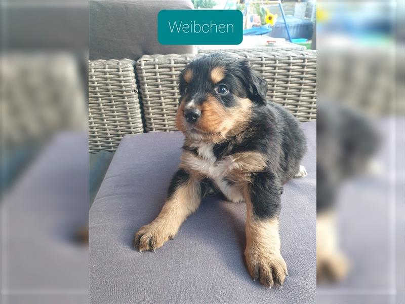 Bernersennen Welpen mit kleinen Anteil Labrador