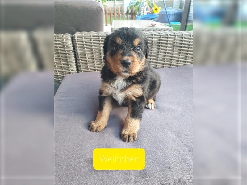 Bernersennen Welpen mit kleinen Anteil Labrador