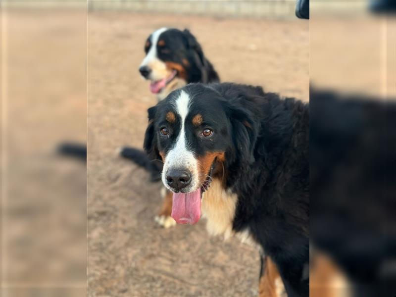 Bella - wunderbares Berner Sennenhund Mädel sucht gutes Zuhause