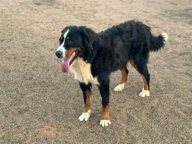 Bella - wunderbares Berner Sennenhund Mädel sucht gutes Zuhause