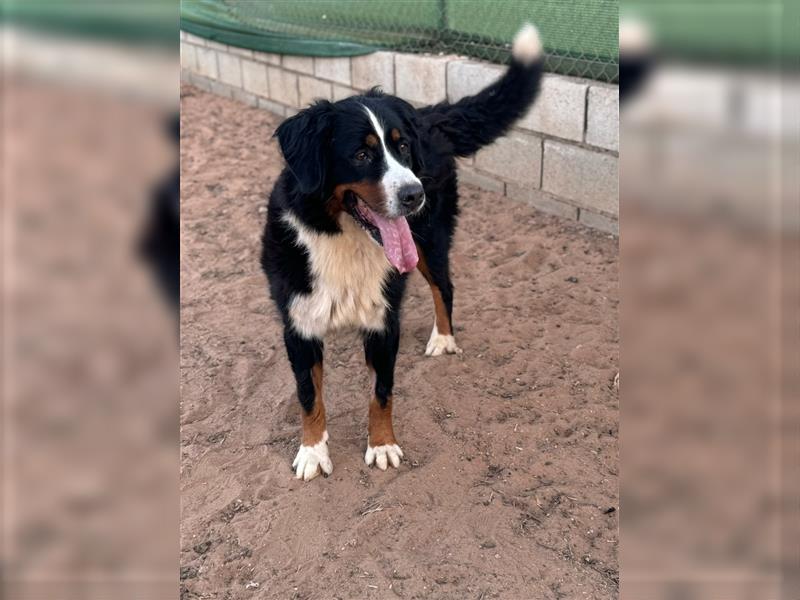 Bella - wunderbares Berner Sennenhund Mädel sucht gutes Zuhause