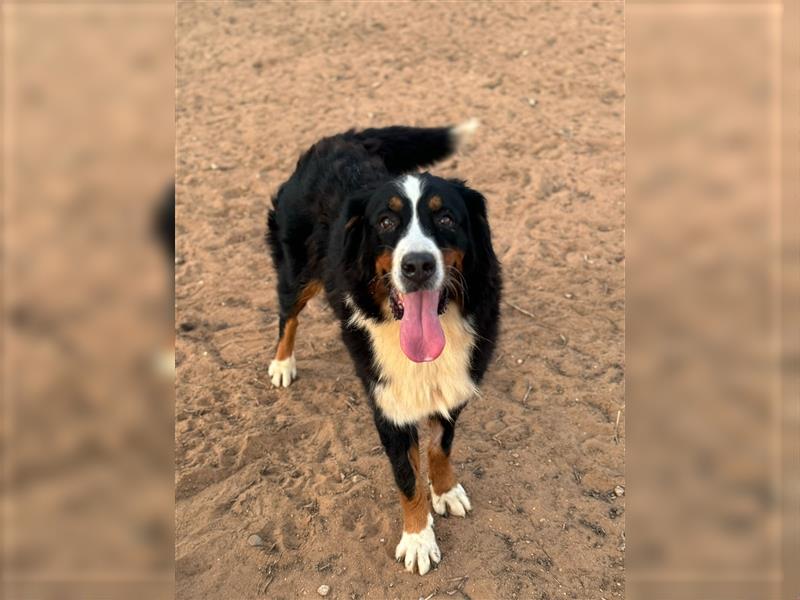 Bella - wunderbares Berner Sennenhund Mädel sucht gutes Zuhause