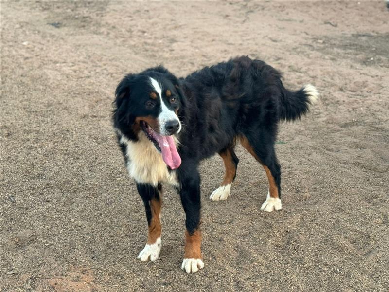 Bella - wunderbares Berner Sennenhund Mädel sucht gutes Zuhause