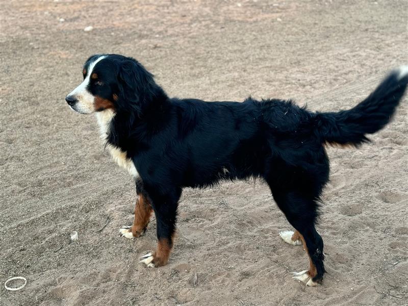 Isis - wunderbares Berner Sennenhund Mädel sucht gutes Zuhause