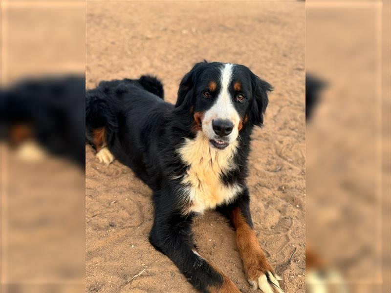 Isis - wunderbares Berner Sennenhund Mädel sucht gutes Zuhause