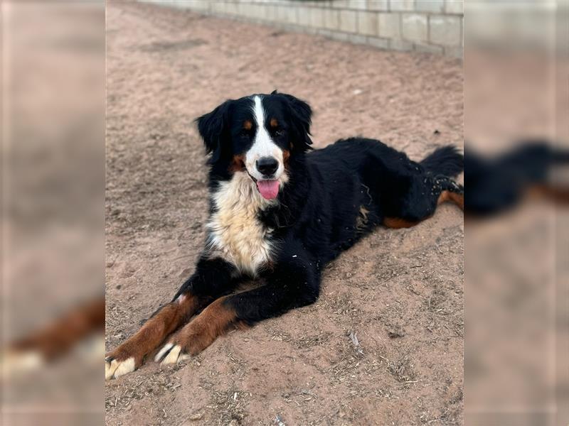 Isis - wunderbares Berner Sennenhund Mädel sucht gutes Zuhause