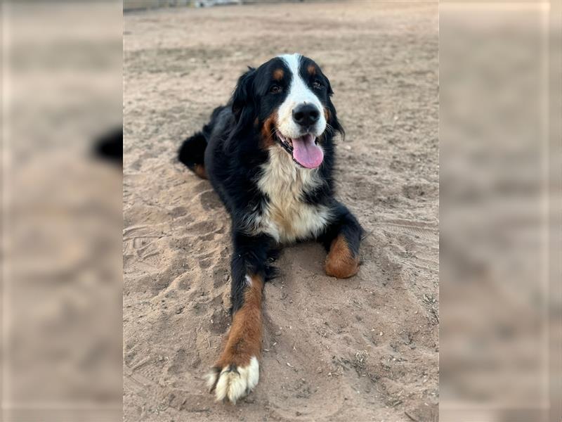 Isis - wunderbares Berner Sennenhund Mädel sucht gutes Zuhause