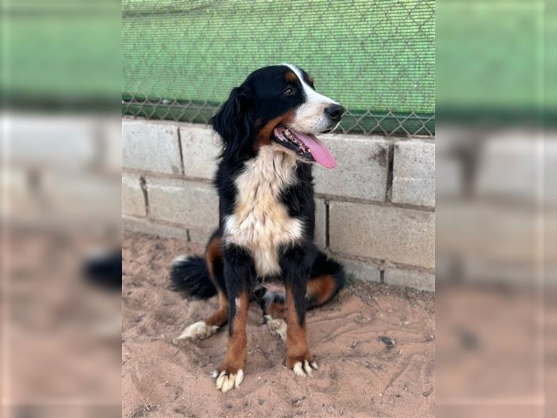 Isis - wunderbares Berner Sennenhund Mädel sucht gutes Zuhause