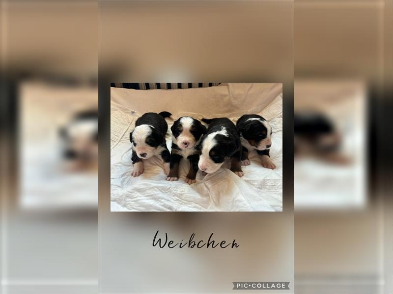 Berner Sennenhund Welpen Mischlinge