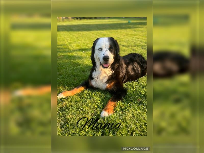 Berner Sennenhund Welpen Mischlinge