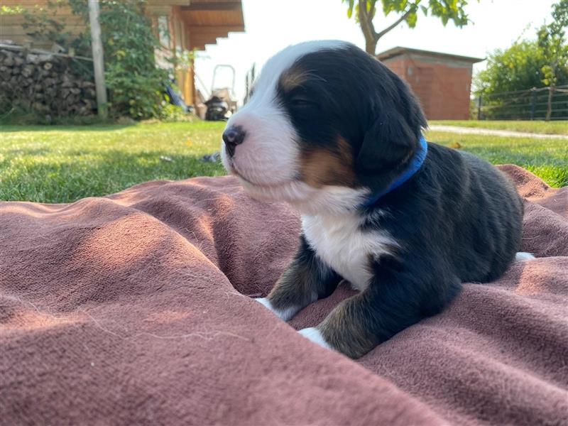 Berner Sennenhund