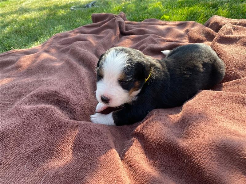 Berner Sennenhund