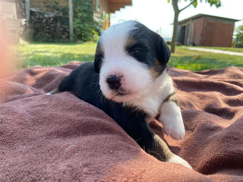 Berner Sennenhund