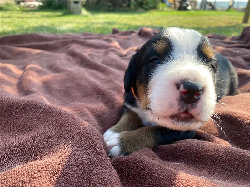 Berner Sennenhund