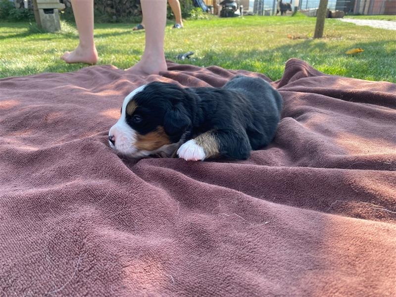 Berner Sennenhund