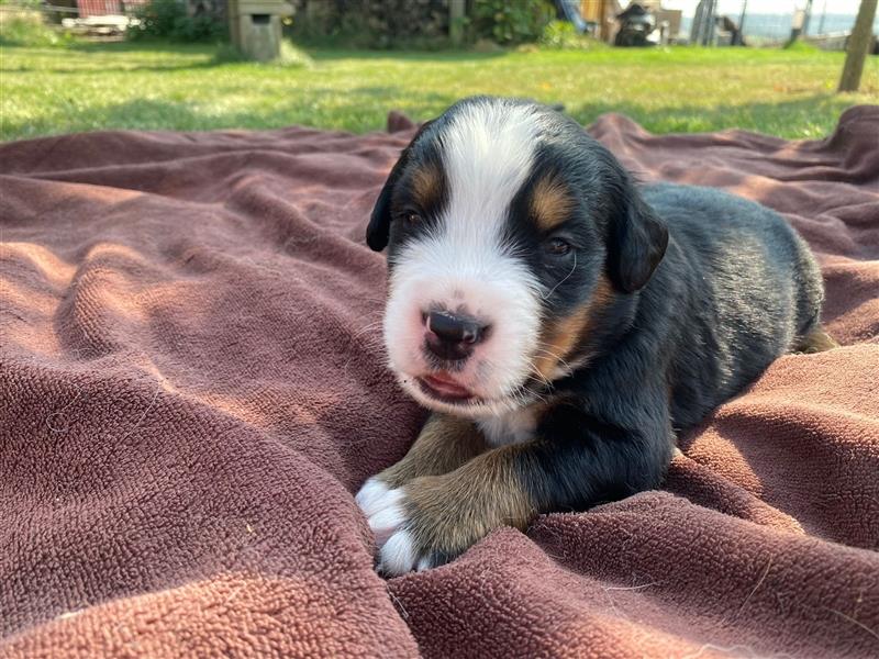 Berner Sennenhund