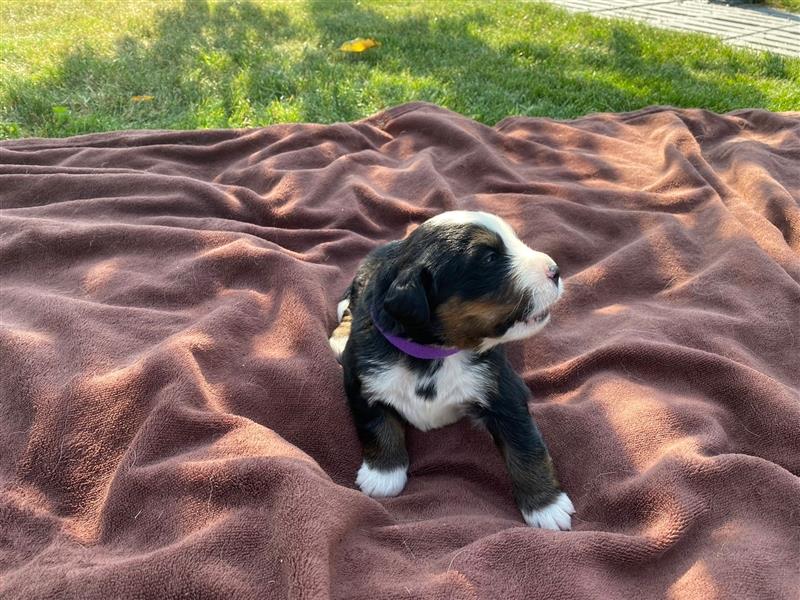 Berner Sennenhund