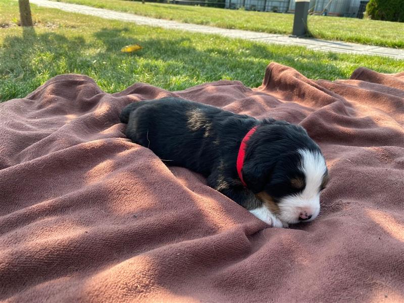 Berner Sennenhund