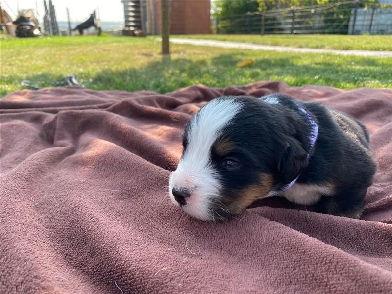 Berner Sennenhund