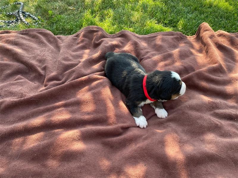 Berner Sennenhund