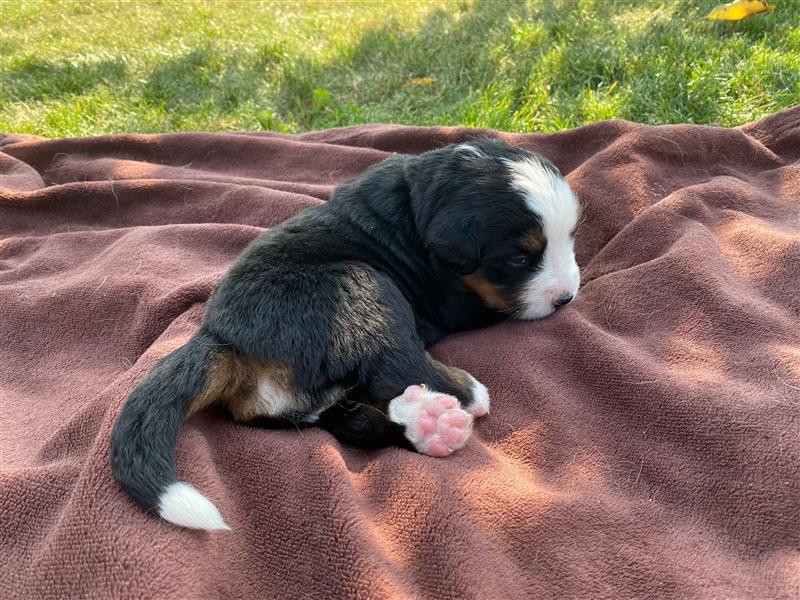 Berner Sennenhund