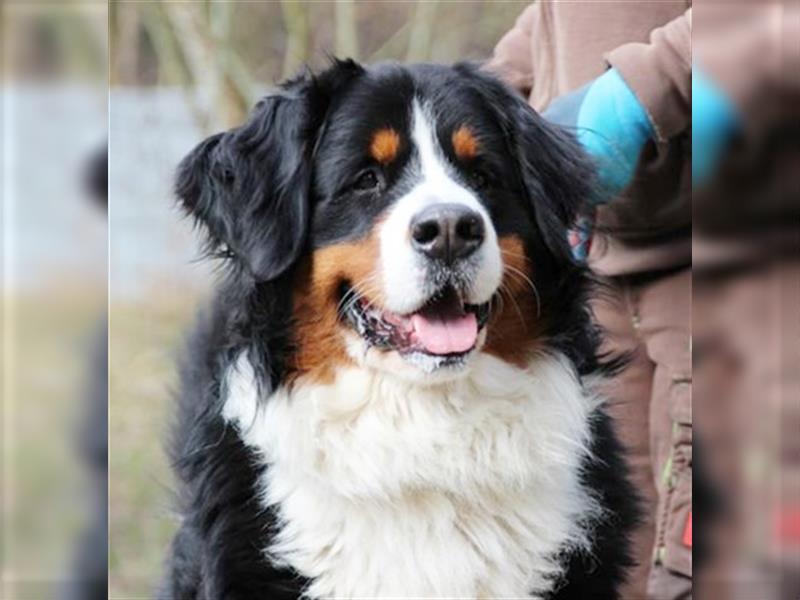 Paule, Berner Sennenhund, geb. 2022, sucht hundeerfahrene, geduldige Besitzer