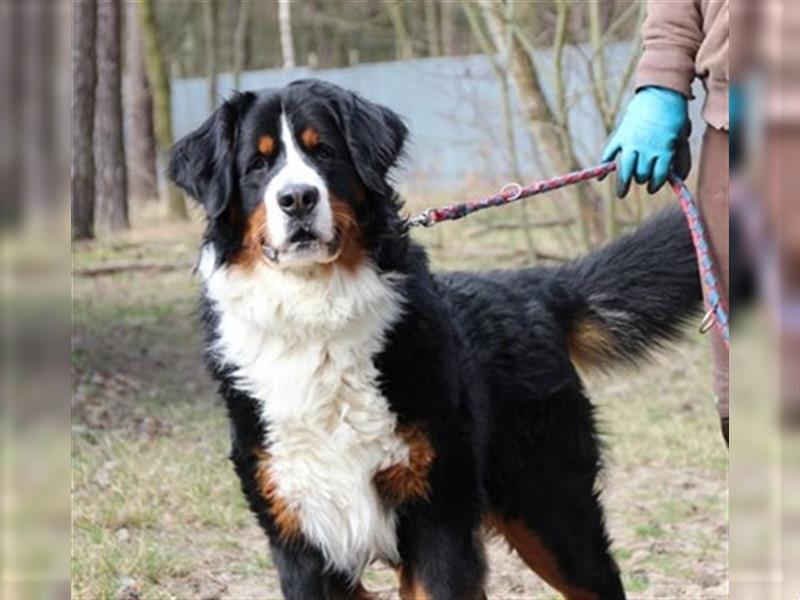 Paule, Berner Sennenhund, geb. 2022, sucht hundeerfahrene, geduldige Besitzer