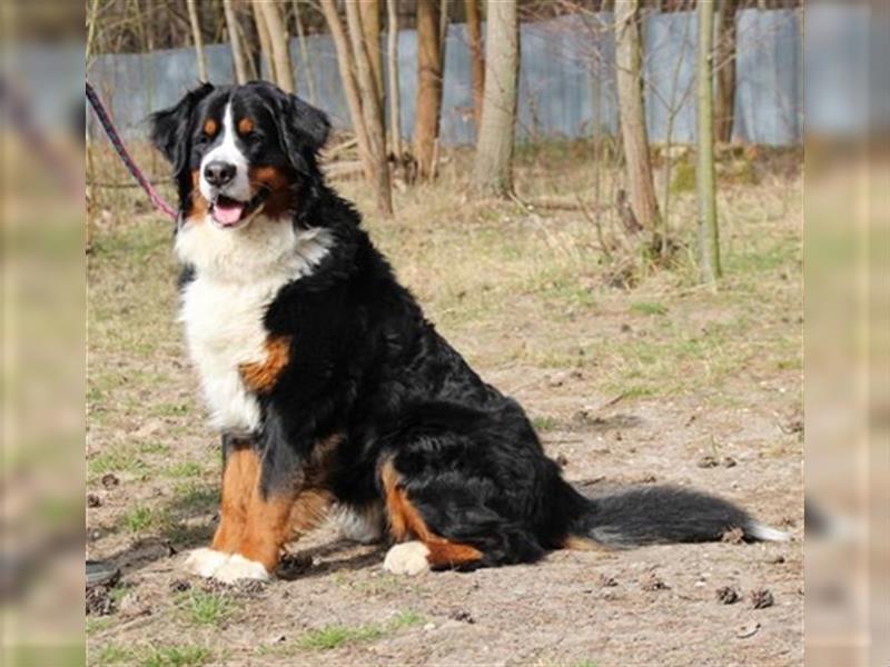 Paule, Berner Sennenhund, geb. 2022, sucht hundeerfahrene, geduldige Besitzer