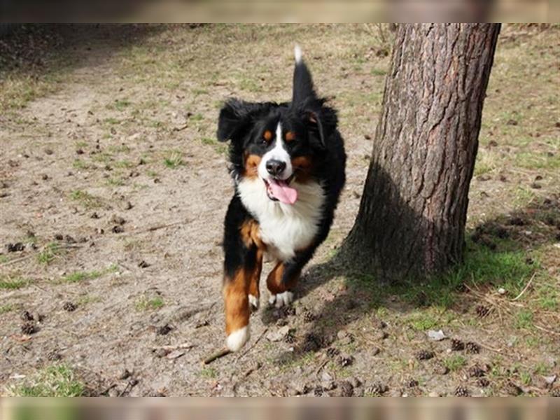 Paule, Berner Sennenhund, geb. 2022, sucht hundeerfahrene, geduldige Besitzer