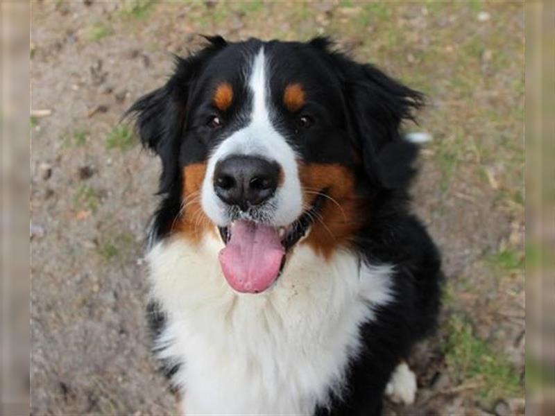 Paule, Berner Sennenhund, geb. 2022, sucht hundeerfahrene, geduldige Besitzer