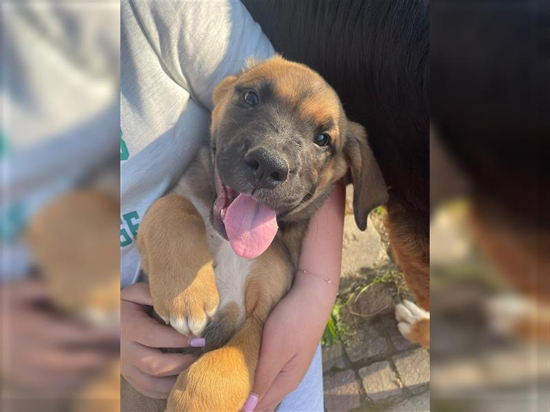 Bernersennen-Boxer-Mischling Welpe