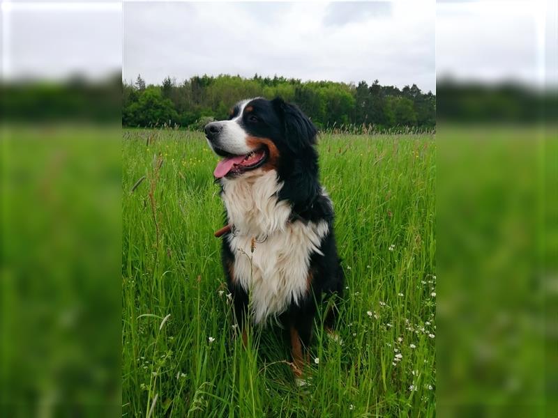 Berner Sennenhund CHARLY - aus Laufenburg - als Deckrüde