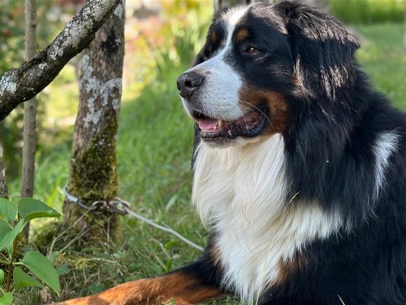 Berner Sennenhund CHARLY - aus Laufenburg - als Deckrüde