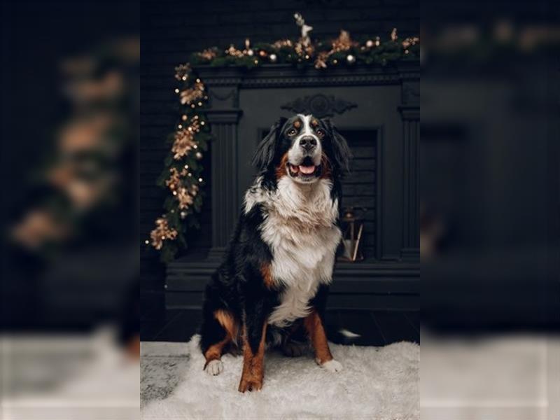 Berner Sennenhund CHARLY - aus Laufenburg - als Deckrüde