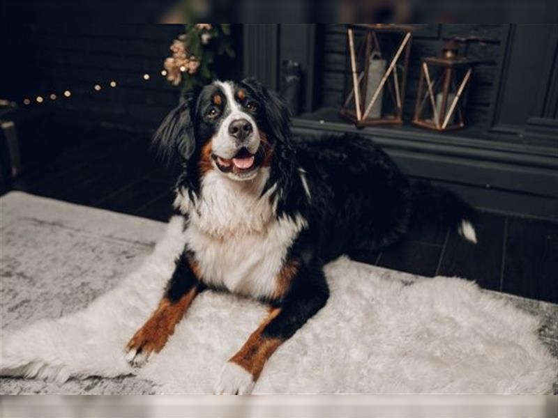 Berner Sennenhund CHARLY - aus Laufenburg - als Deckrüde