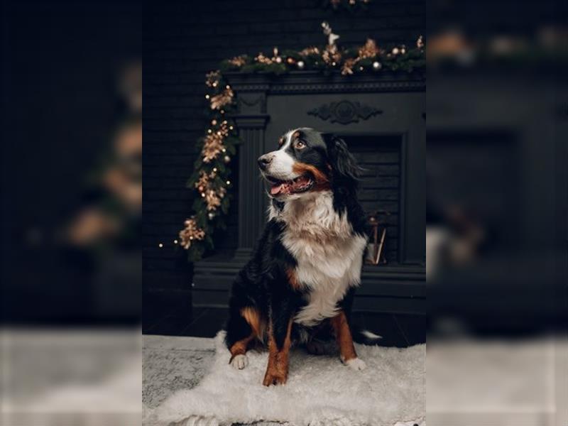 Berner Sennenhund CHARLY - aus Laufenburg - als Deckrüde