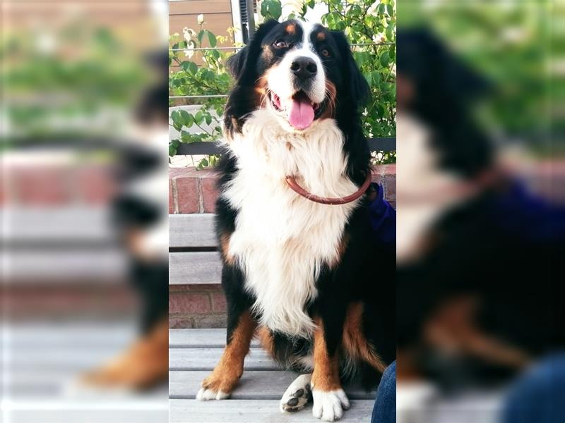 Berner Sennenhund CHARLY - aus Laufenburg - als Deckrüde