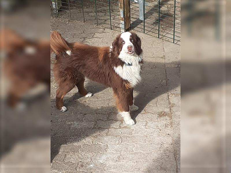 Berner Sennen X Australian Shepherd Welpen