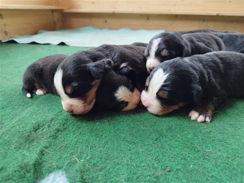 Reinrassige Berner Sennenhundwelpen mit Papiere zu verkaufen