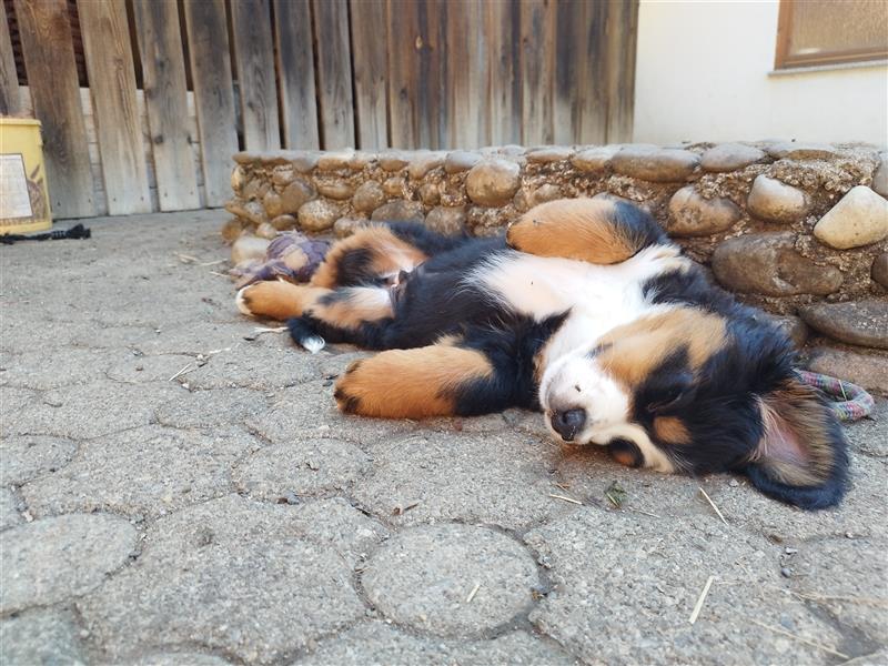 Reinrassige Berner Sennenhundwelpen mit Papiere zu verkaufen