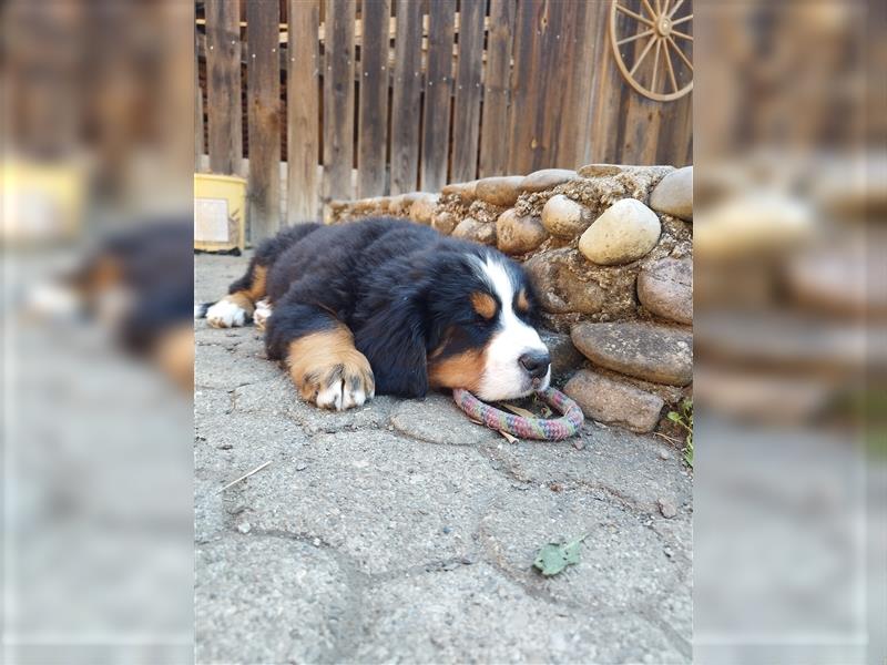 Reinrassige Berner Sennenhundwelpen mit Papiere zu verkaufen